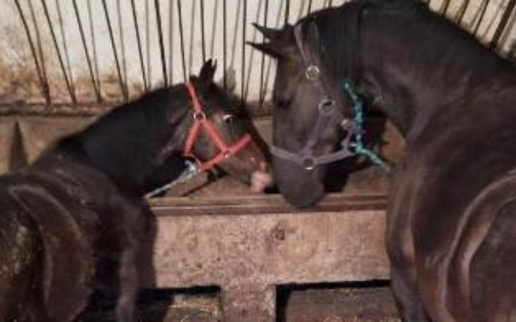 Zbiórka Pandora i jej synek chcą żyć - zdjęcie główne