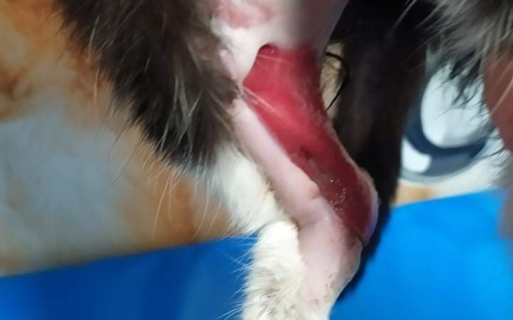 Zbiórka Dla kotki bezdomnej po wypadku - zdjęcie główne