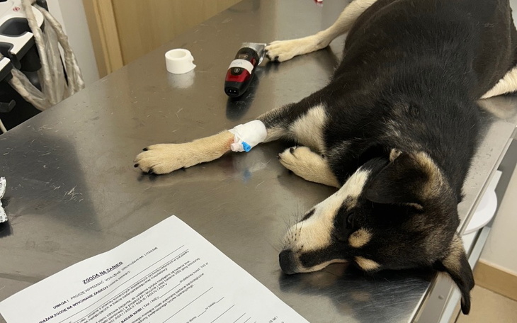 Zbiórka Leczenie babeszjoza - zdjęcie główne