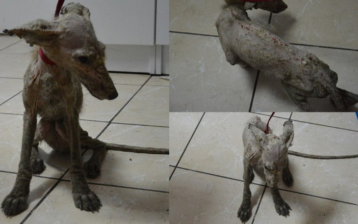 Zbiórka Feniks-wyrwany z rąk śmierci - zdjęcie główne