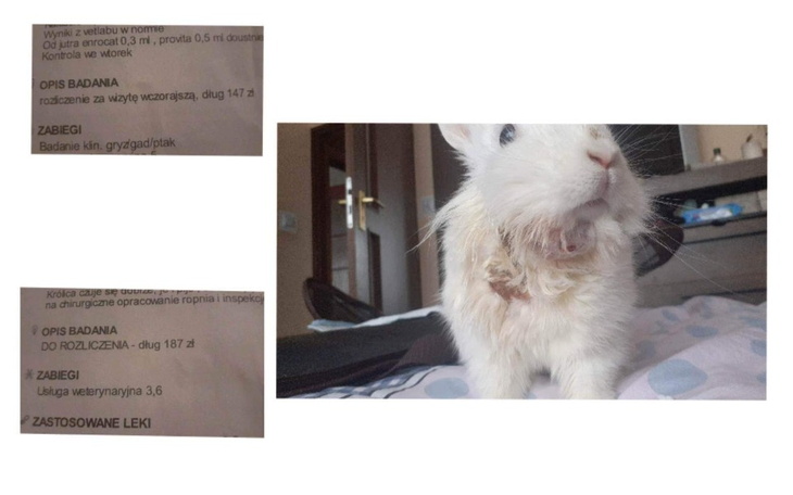 Zbiórka Walczymy z ropniem- Śnieżkaa - zdjęcie główne