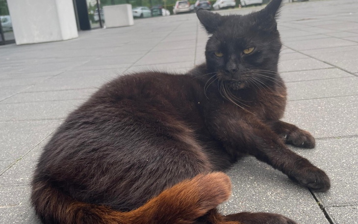 Zbiórka UniKot i inne - zdjęcie główne