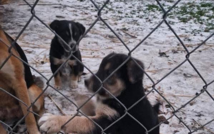 Szczeniaki bawią się w kojcu, szukają domów.