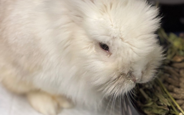 Biały królik z puszystym futrem, siedzący na stole.