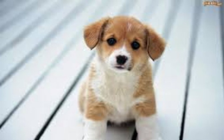 Zbiórka Pomóż zwierzakom! - zdjęcie główne