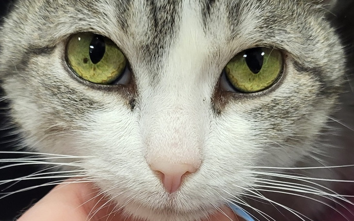 Zbiórka Transfuzja krwi dla Moruni - zdjęcie główne