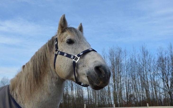 Zbiórka Suplementy dla staruszków - zdjęcie główne