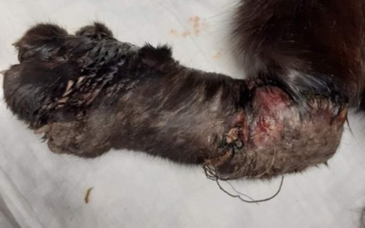 Zbiórka moją łapkę zjadały robale - zdjęcie główne