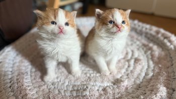 Zbiórka Pomóżmy trzem kociakom z działki - miniaturka zdjęcia