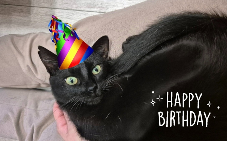 Czarny kot z kolorowym kapeluszem urodzinowym, leżący w ramionach.