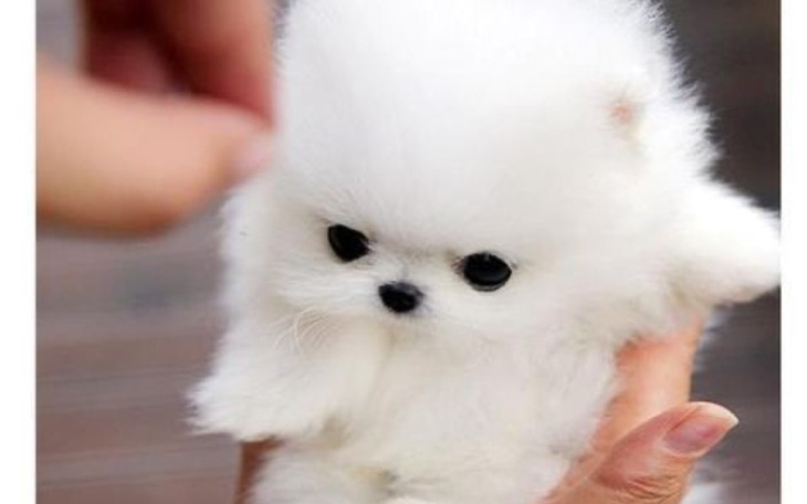 Zbiórka Wyprawka na psa szepi wet pies - zdjęcie główne