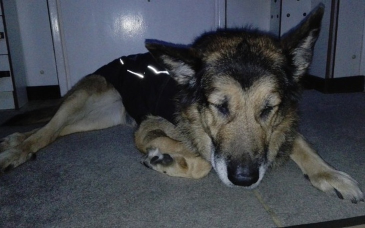 Pies odpoczywający w ciemnym pomieszczeniu.