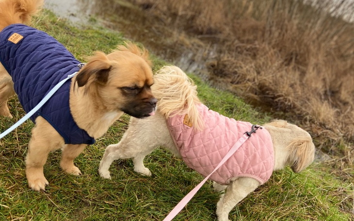 Zbiórka Na dobre Wychowanie Psiaków - zdjęcie główne