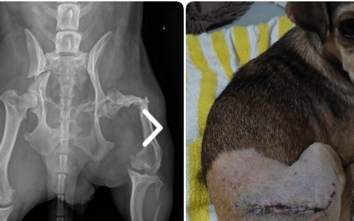 Zbiórka SIMONKA-dramat połamanego psa - zdjęcie główne