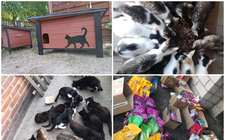 Zbiórka Karma dla 300 kotow wolnozyjacyc - zdjęcie główne