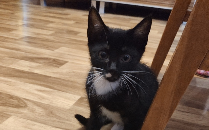 Zbiórka Wesprzyj kocie stowarzyszenie - zdjęcie główne