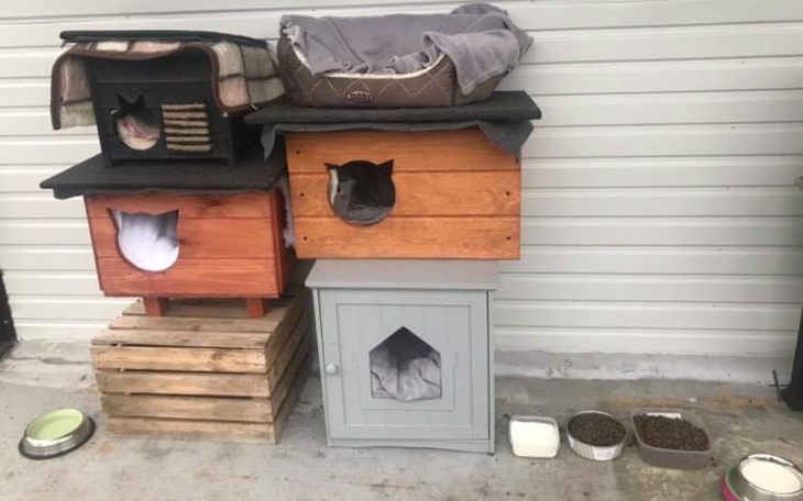 Zbiórka Na leczenie i kastrację - zdjęcie główne