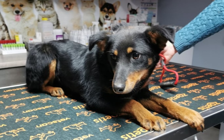 Zbiórka Pod drzewem CZEKAŁ NA CUD - zdjęcie główne