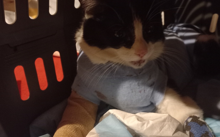 Zbiórka Zbiórka na kota o małym rozumku - zdjęcie główne