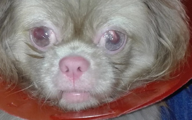 Zbiórka Oczko Mailsika - zdjęcie główne