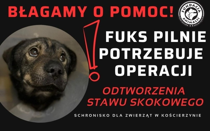 Zbiórka Pilna operacja Fuksa - zdjęcie główne