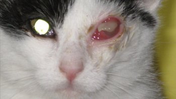 Zbiórka Dramatyczny stan oka leki zabieg - miniaturka zdjęcia