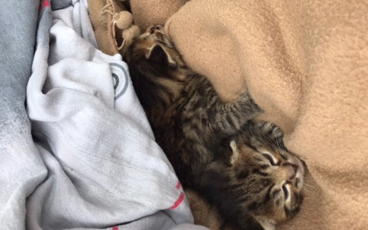 Zbiórka Panleukopenia atakuje nasze koty - zdjęcie główne