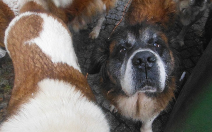 Zbiórka Wsparcie dla Fundacji BERNARDYN - zdjęcie główne