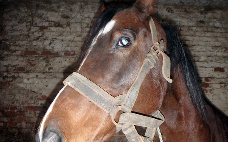 Zbiórka Dama prosi o grosik - zdjęcie główne