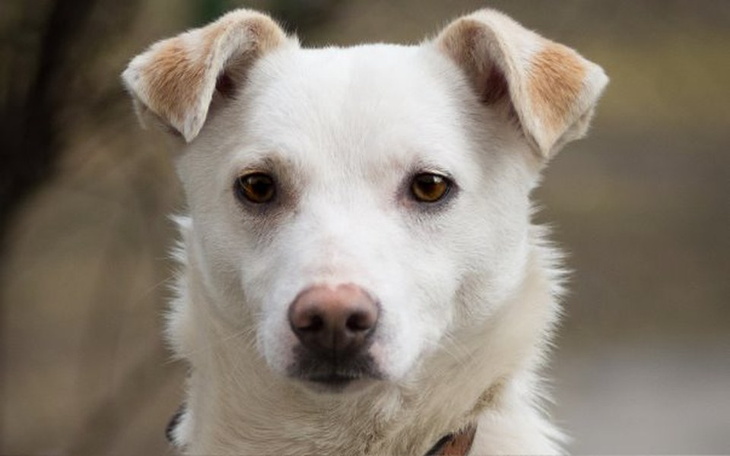 Zbiórka Na operację ZEFIRA - zdjęcie główne