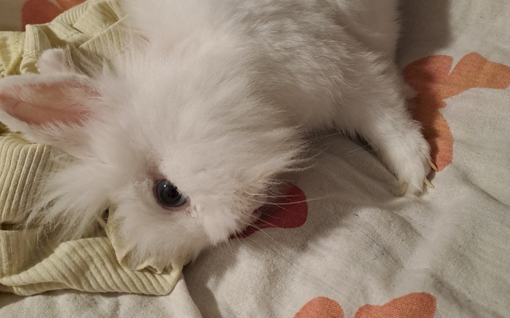 Zbiórka Leczenie grzanka - zdjęcie główne