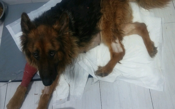 Zbiórka Pomóż Dianie i jej szczeniętom - zdjęcie główne