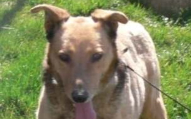 Zbiórka 15latni pies-czy zdąży mieć dom - zdjęcie główne