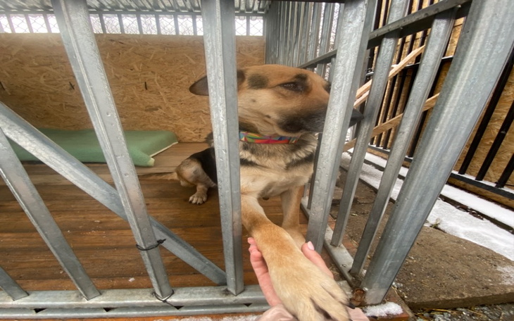 Zbiórka Podziel się kocem. - zdjęcie główne