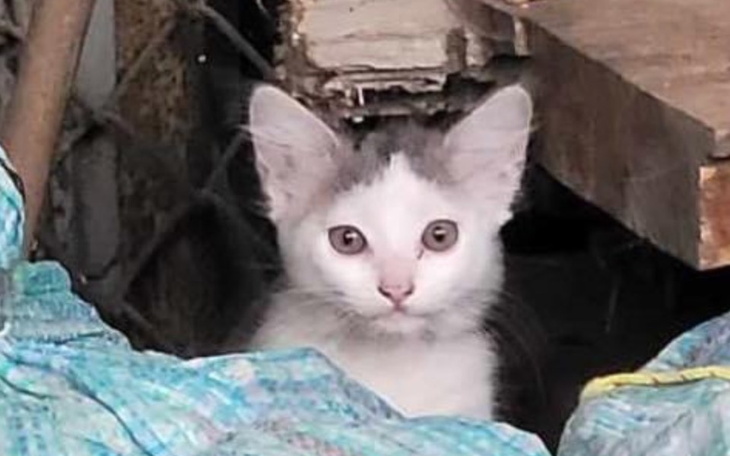 Mały kotek wyglądający z ukrycia.