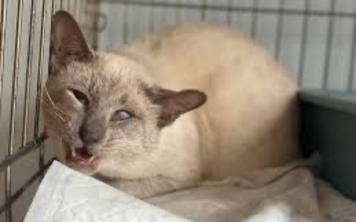 Chory kot odpoczywający w klatce, z wyraźnym zmęczeniem na twarzy.