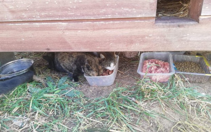 Zbiórka Koty gorszego Boga - zdjęcie główne