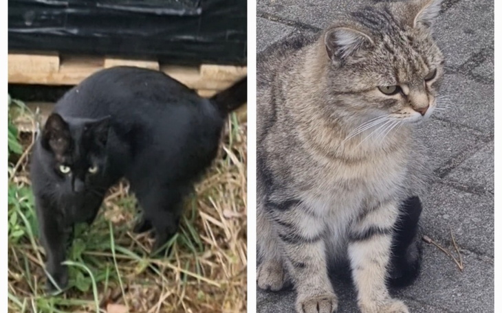 Zbiórka Pomoc dla Kociakówbetoniaków - zdjęcie główne