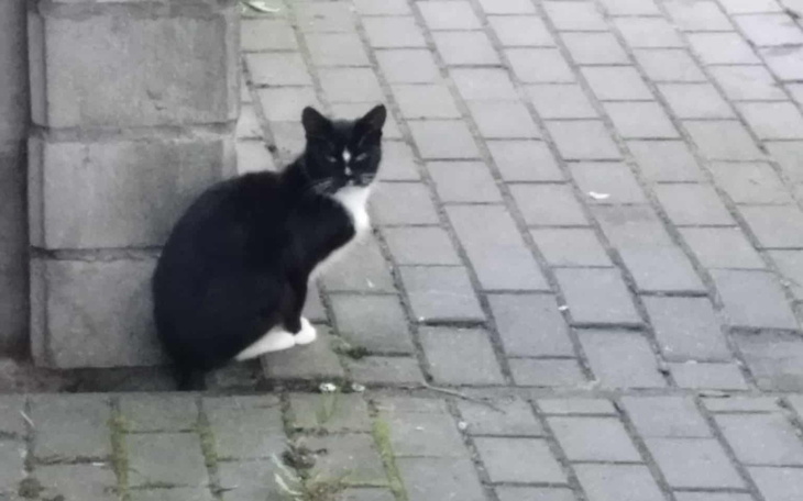 Czarny kot siedzący na chodniku.