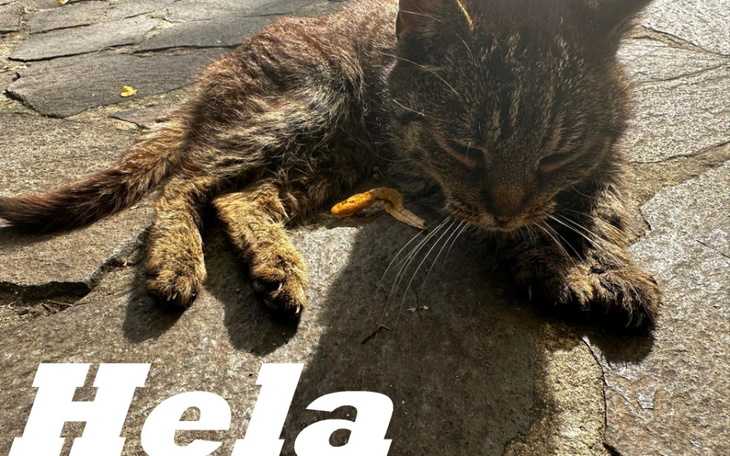 Zbiórka Hela oraz inne kociaki - zdjęcie główne