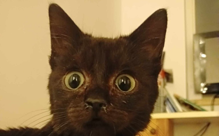 Czarny kot z dużymi oczami, patrzący w kamerę.