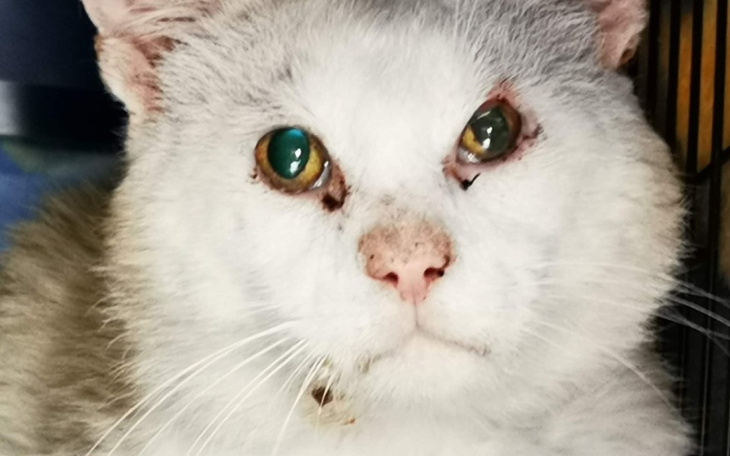 Zbiórka Schronisko odmowilo mu pomocy - zdjęcie główne