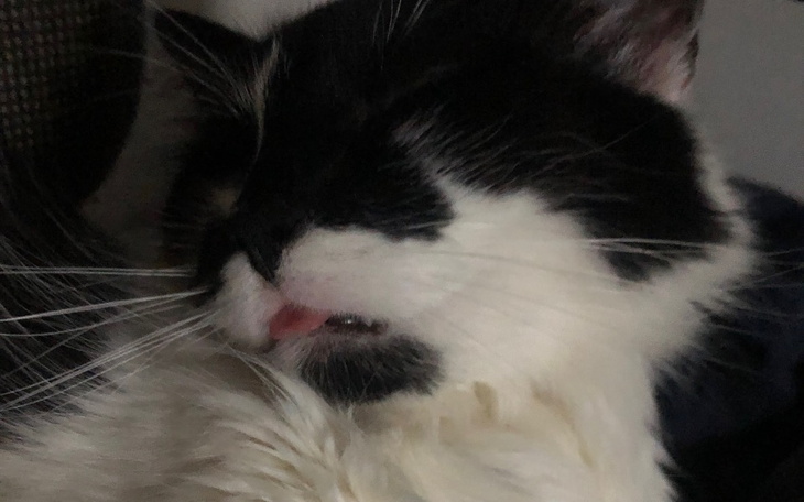 Kot leżący z wystawionym językiem, w relaksującej pozycji.