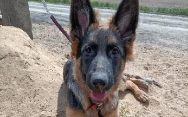 Zbiórka Cztery łapy i ja - zdjęcie główne