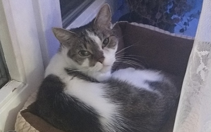 Zbiórka Zbiórka na leczenie kotka z fip- - zdjęcie główne