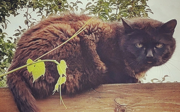 Zbiórka Kocia Mama - Amputacja łapki - zdjęcie główne