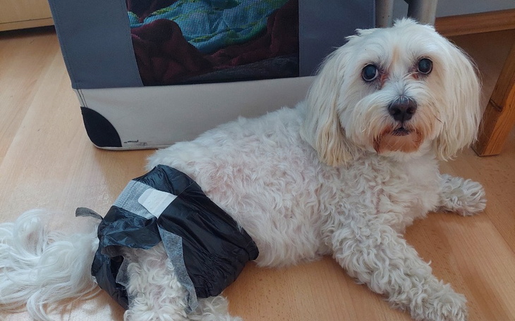 Zbiórka Na operację łapek Piksela - zdjęcie główne