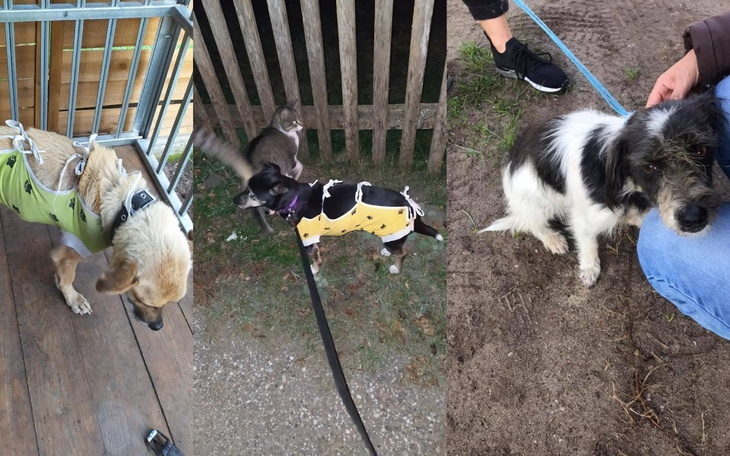 Zbiórka Kastracje szt 4 - zdjęcie główne