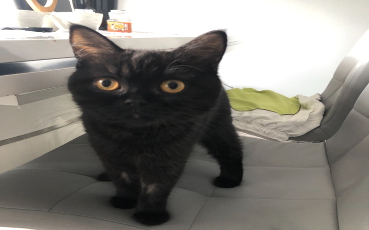 Zbiórka Na leczenie kotki Milki - zdjęcie główne