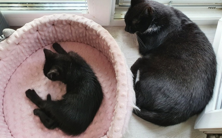 Zbiórka Mała czarna Lunka walczy o życie - zdjęcie główne